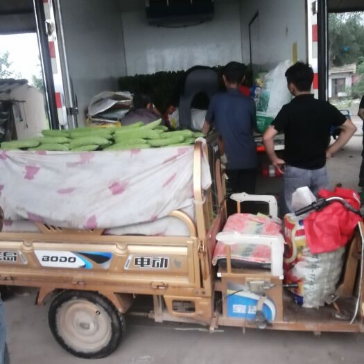 威县绿苦瓜