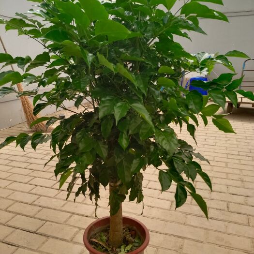 成都绿宝  一年四季长青，室内植物，耐管理，只要不干水就可。