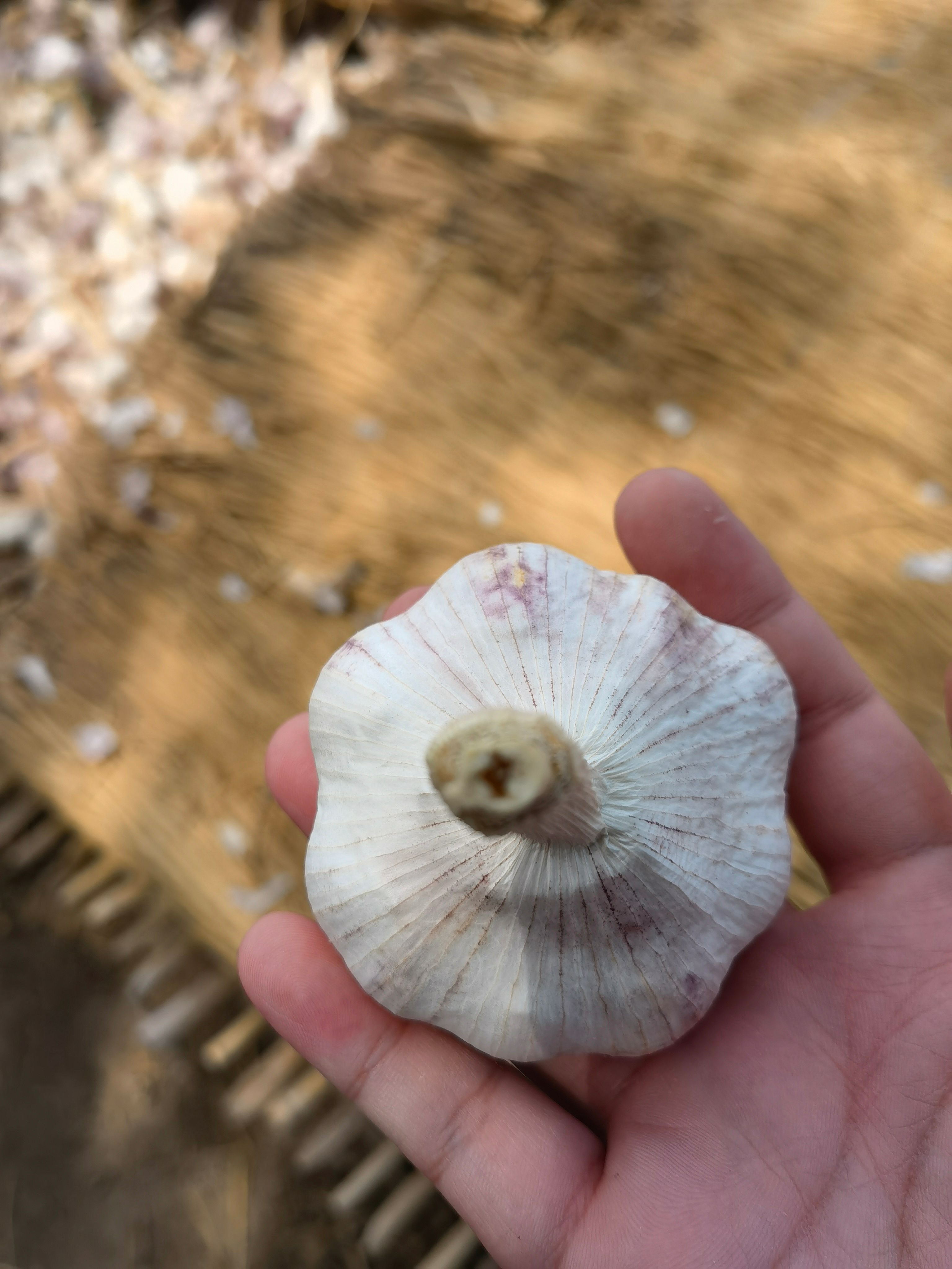 专业蒜头供应