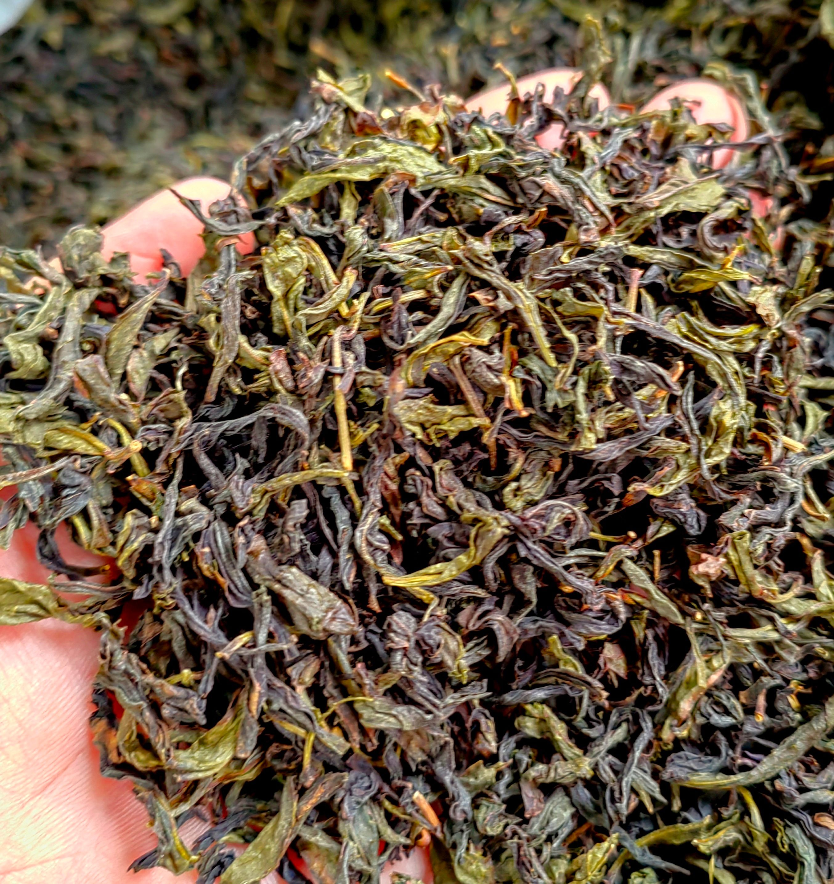 高山茶惠来土山茶潮汕土山茶叶黄旦茶新鲜茶高山茶潮汕乌龙茶1斤