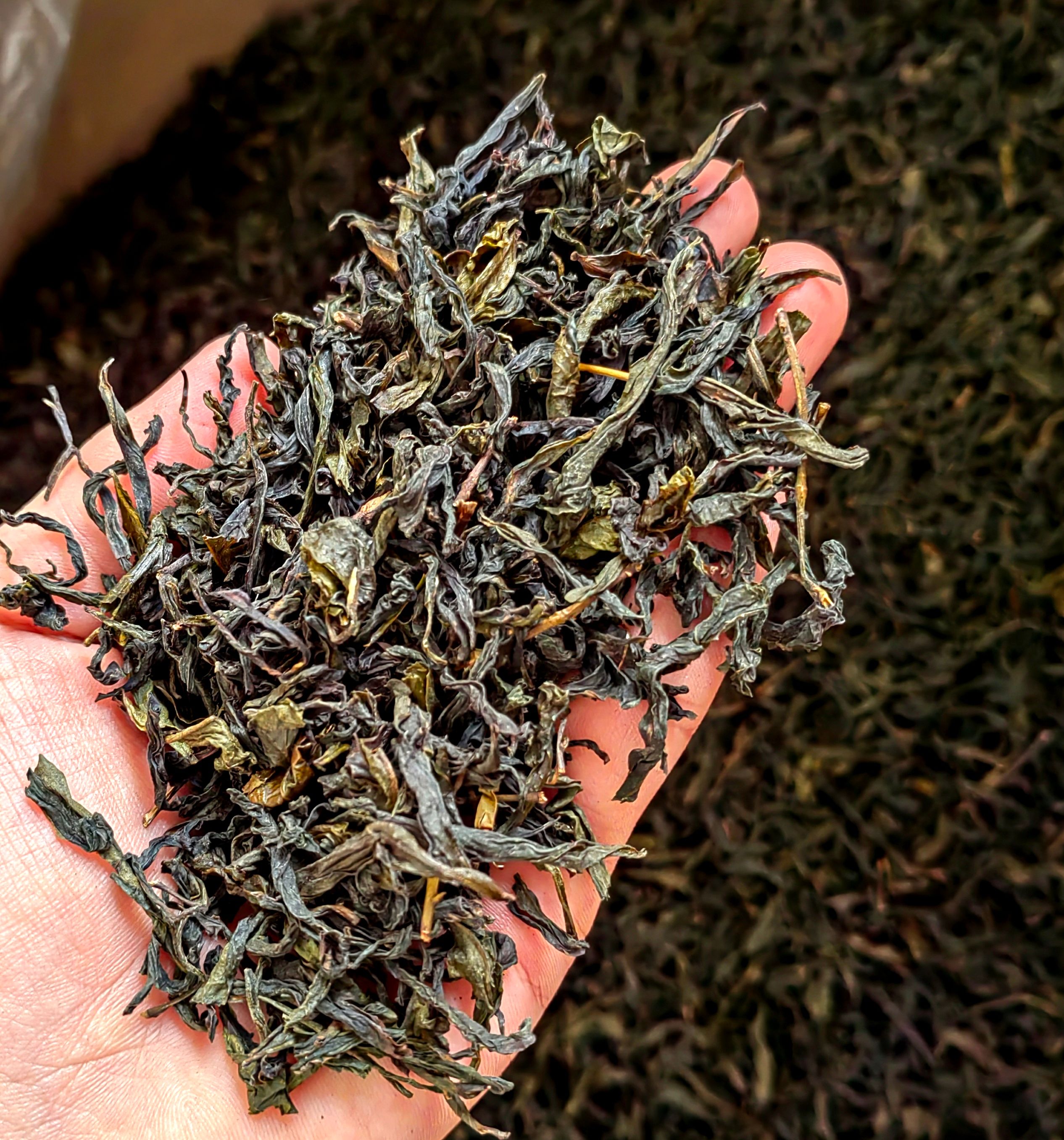 高山茶土山茶潮汕味大坪土山茶惠来黄旦茶福建乌龙茶醇香黄旦1斤