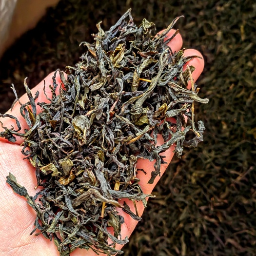惠来县高山茶土山茶潮汕味大坪土山茶惠来黄旦茶福建乌龙茶醇香黄旦1斤