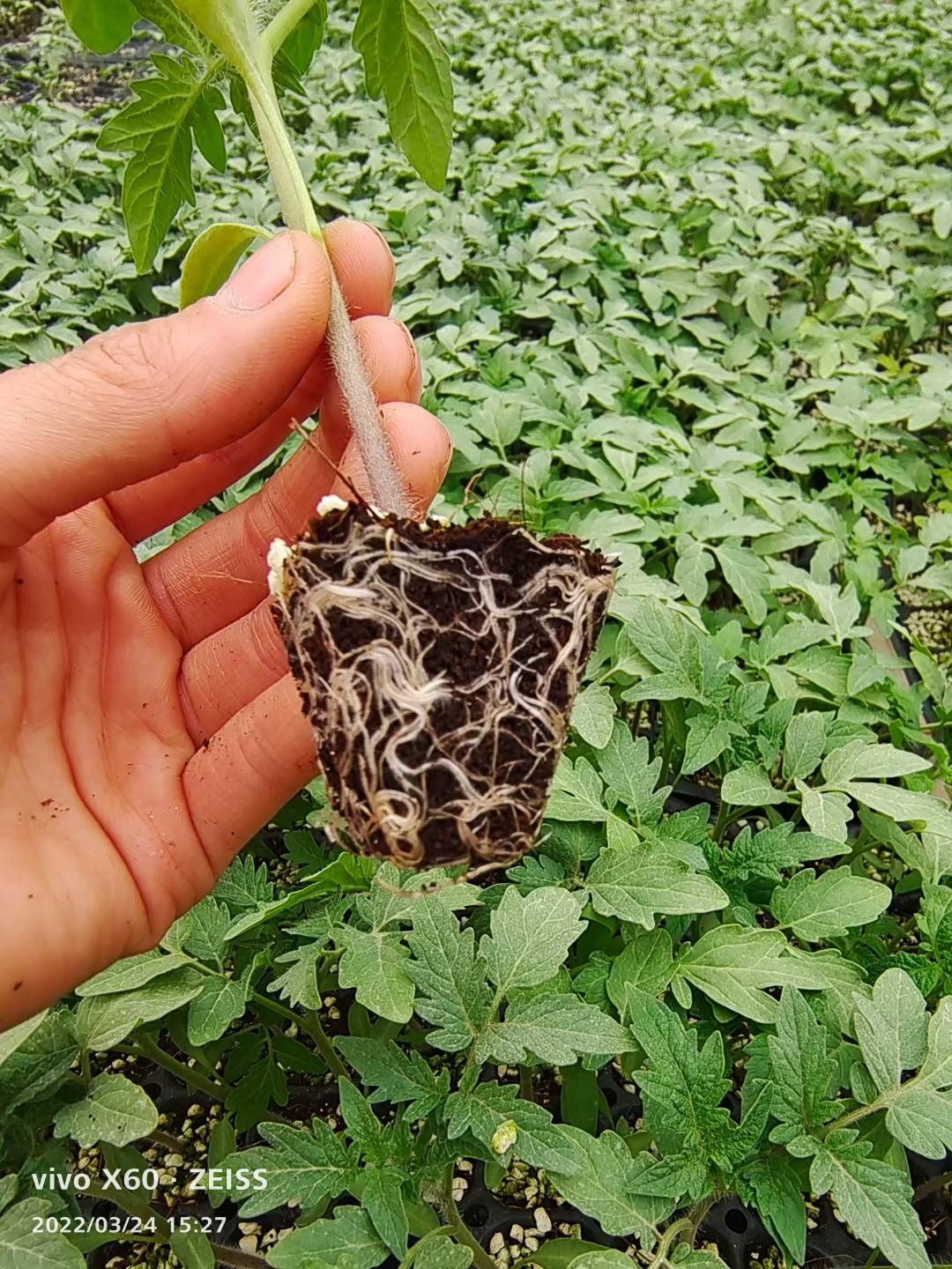 圣女果苗  小黄番茄苗 特色小番茄 寿光市基地直销