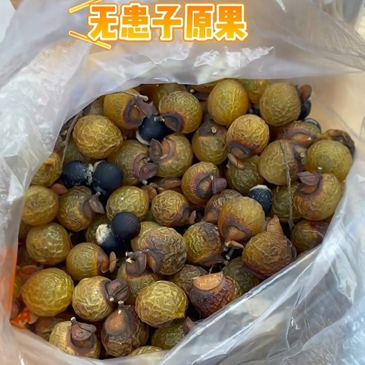 会同县无患子树苗木患子洗手果树苗