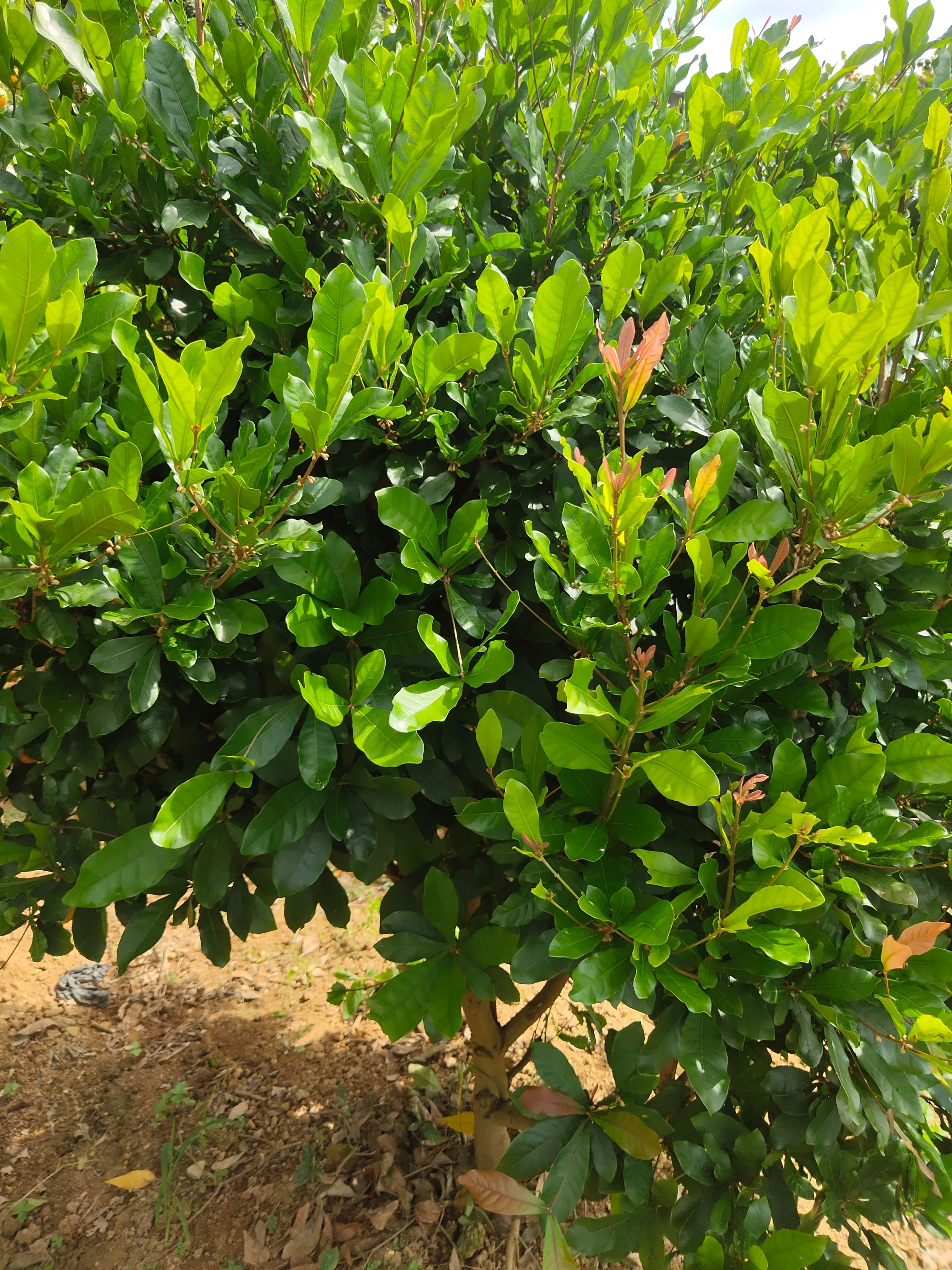 神秘果果树苗、可以改变味觉的一种果子！