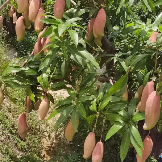华坪县象牙芒果