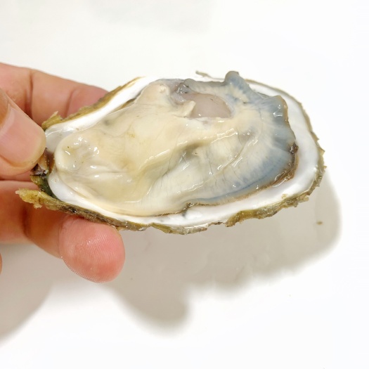 佛山三倍体生蚝，新鲜装箱发货，口感鲜美，壳薄肉厚，源头批发