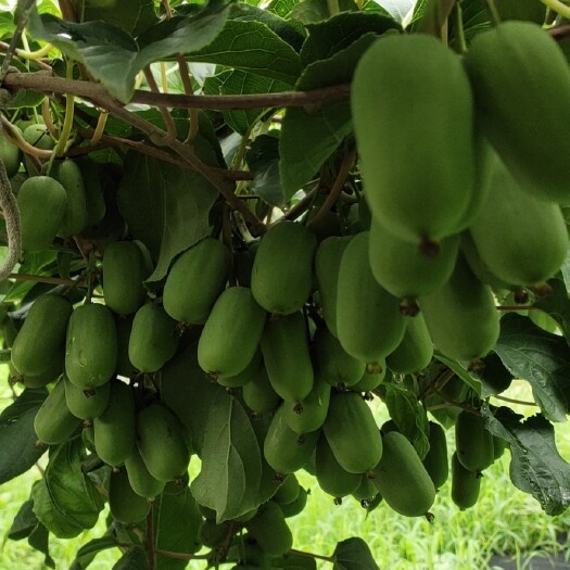 临沂山东最早的陆地软枣猕猴桃，含糖量高龙城二号8月1号成熟