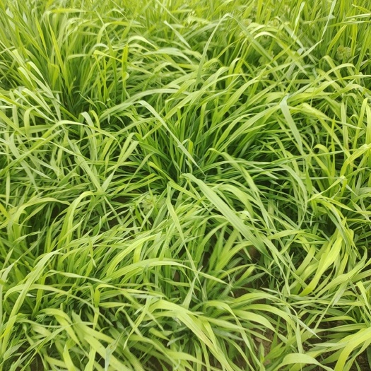 岷县提摩西烘干草品