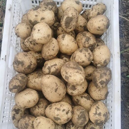 凌海市土豆大量土豆出售
