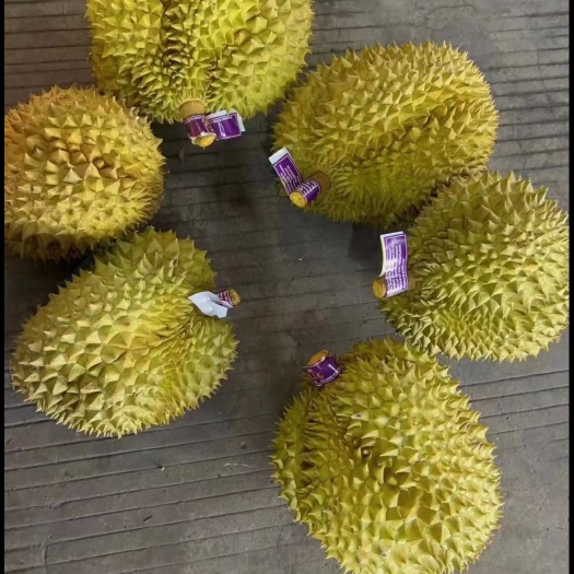 亳州金枕