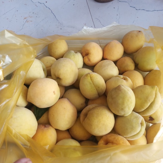 常宁市黄桃
