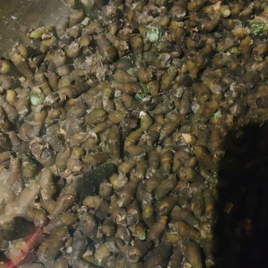 北流市清淡水河水丁螺