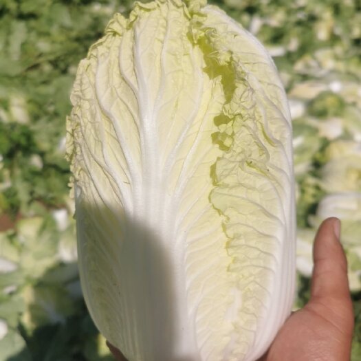 张北县精品大小娃娃菜