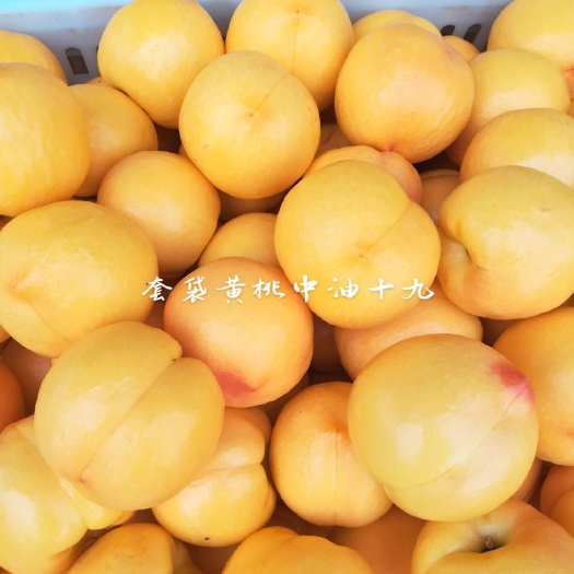 随县黄金黄桃
