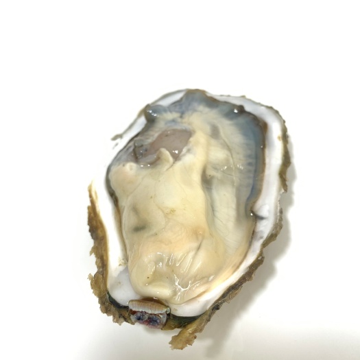 佛山广东三倍体生蚝，壳薄肉厚，批发各种规格，口感鲜美，新鲜发货
