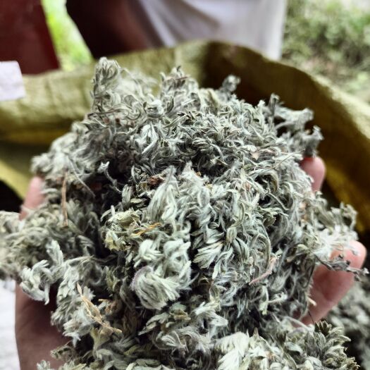 平邑县茵陈 大山纯，2025年新货，二月茵陈，
