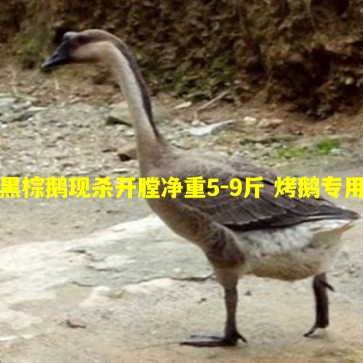佛山广东正宗黑棕鹅