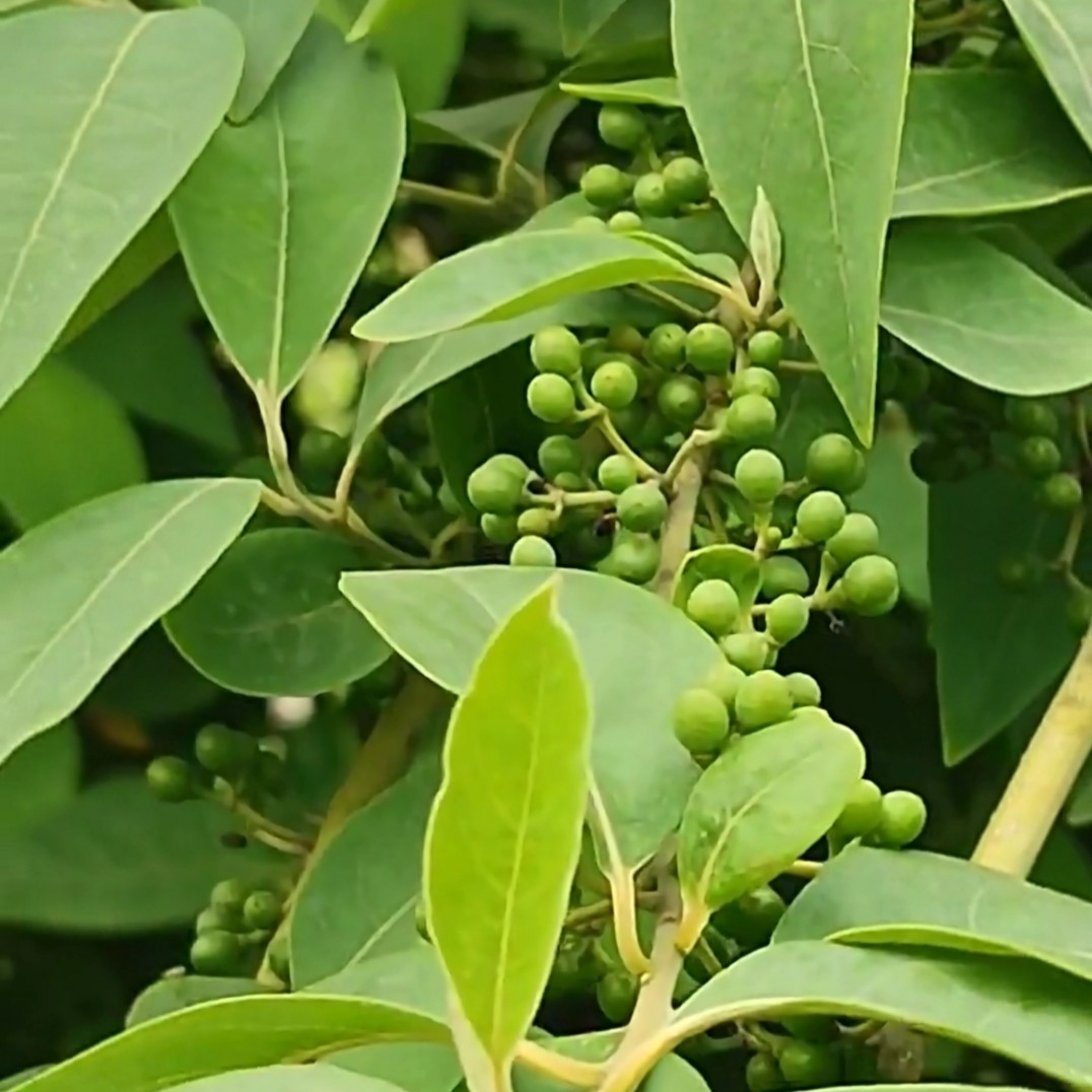 云南木姜子树种植基地图片