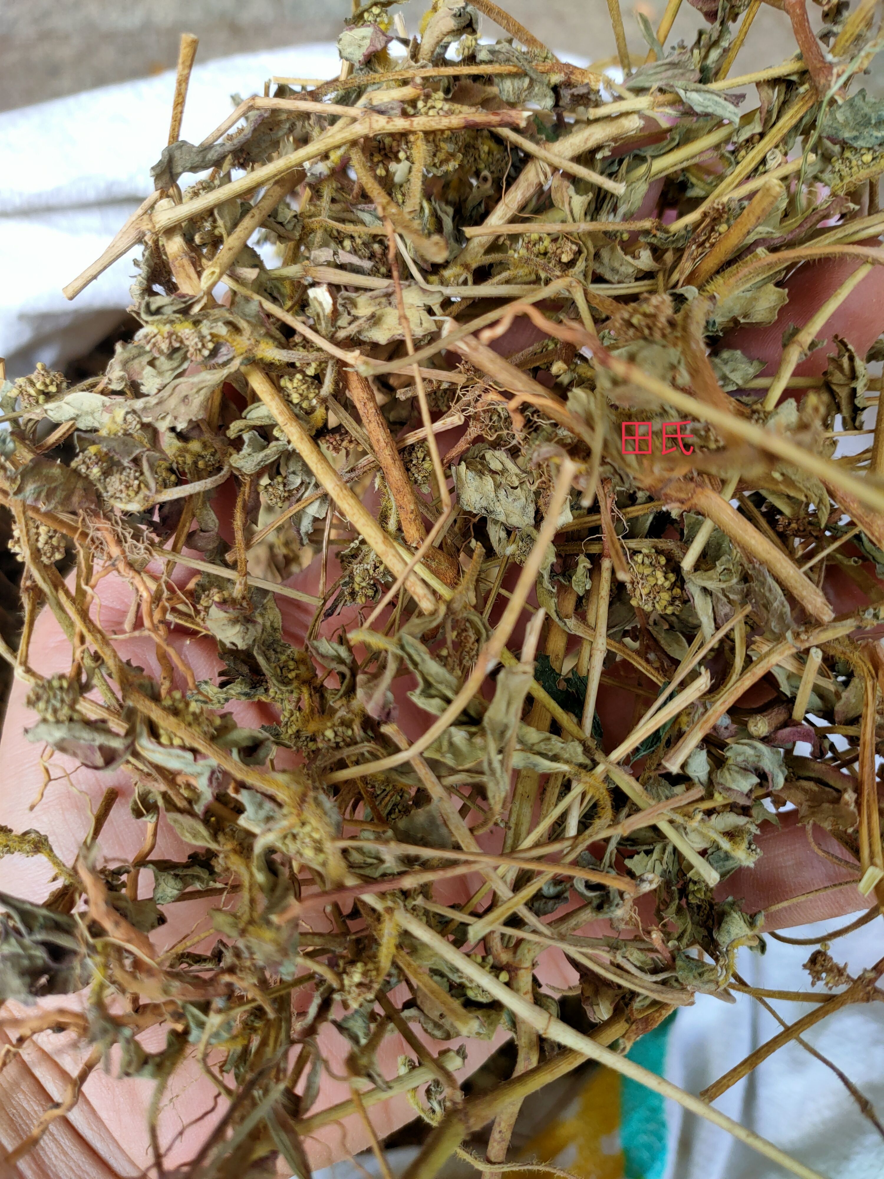 广西原生中药材大飞杨草 飞扬草 自然晒干农家无硫药材