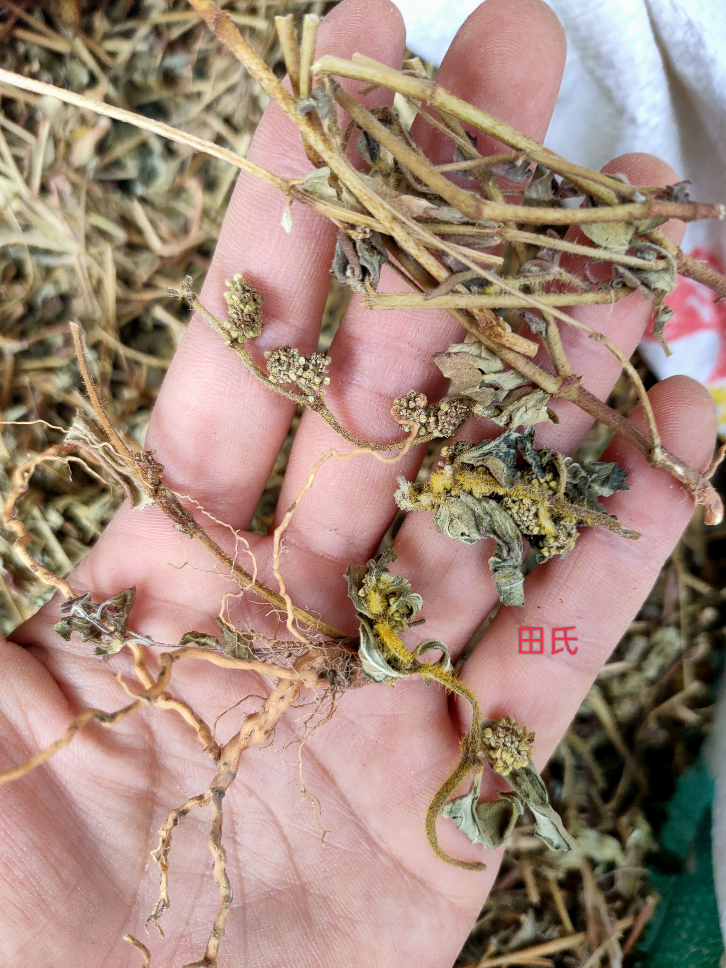 广西原生中药材大飞杨草 飞扬草 自然晒干农家无硫药材