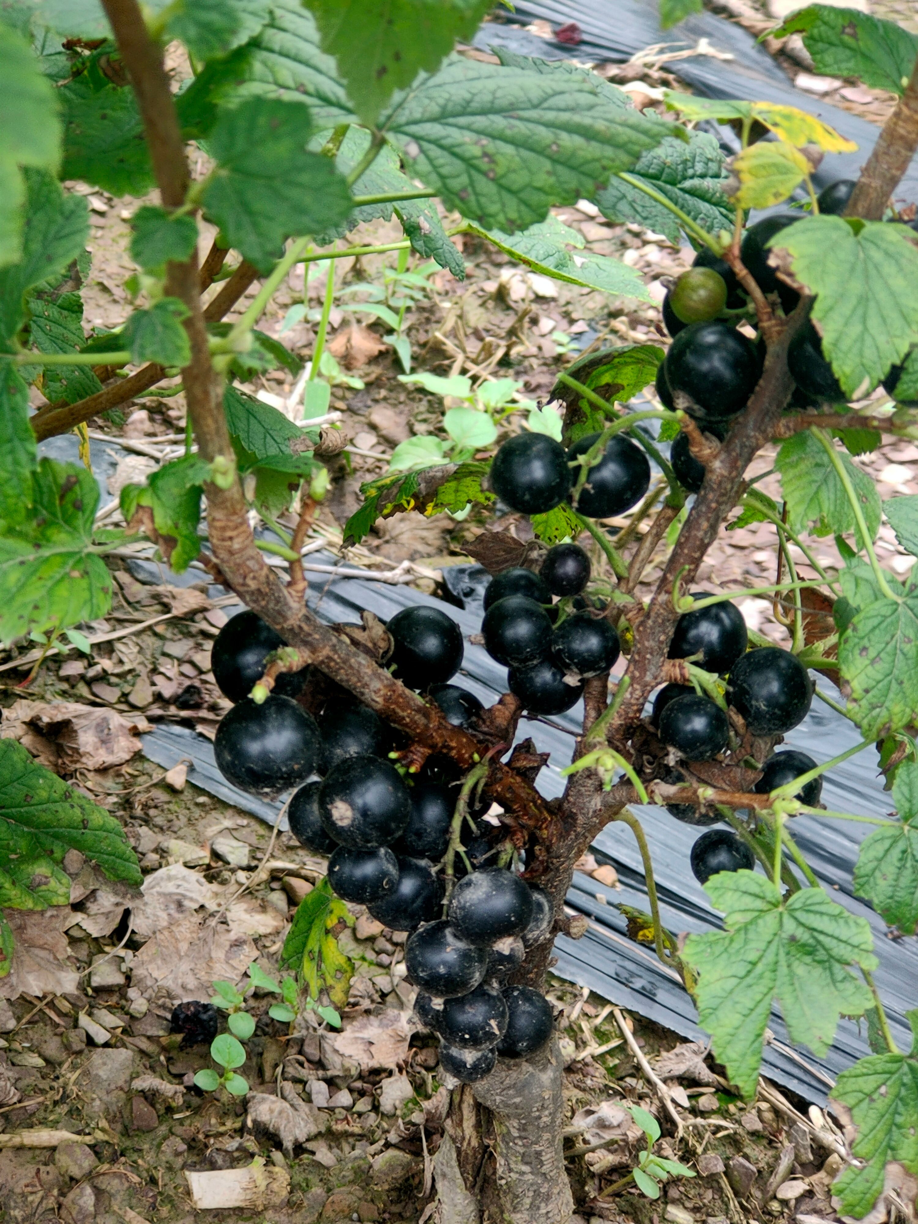 黑加仑苗  红加仑苗，当年栽植当年少量挂果，品种纯正货真价实