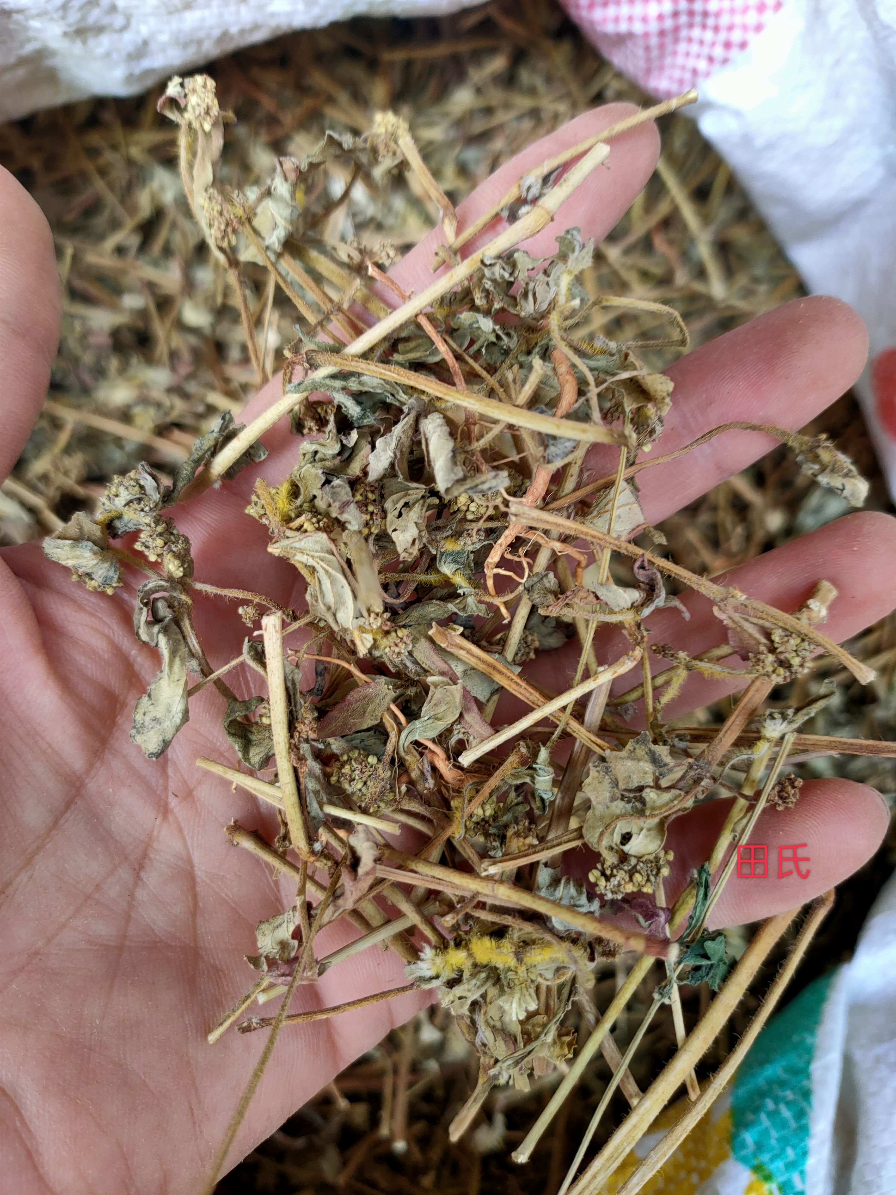 广西原生中药材大飞杨草 飞扬草 自然晒干农家无硫药材