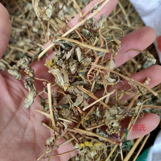 玉林广西原生中药材大飞杨草 飞扬草 自然晒干农家无硫药材