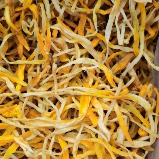 东莞市黄花菜