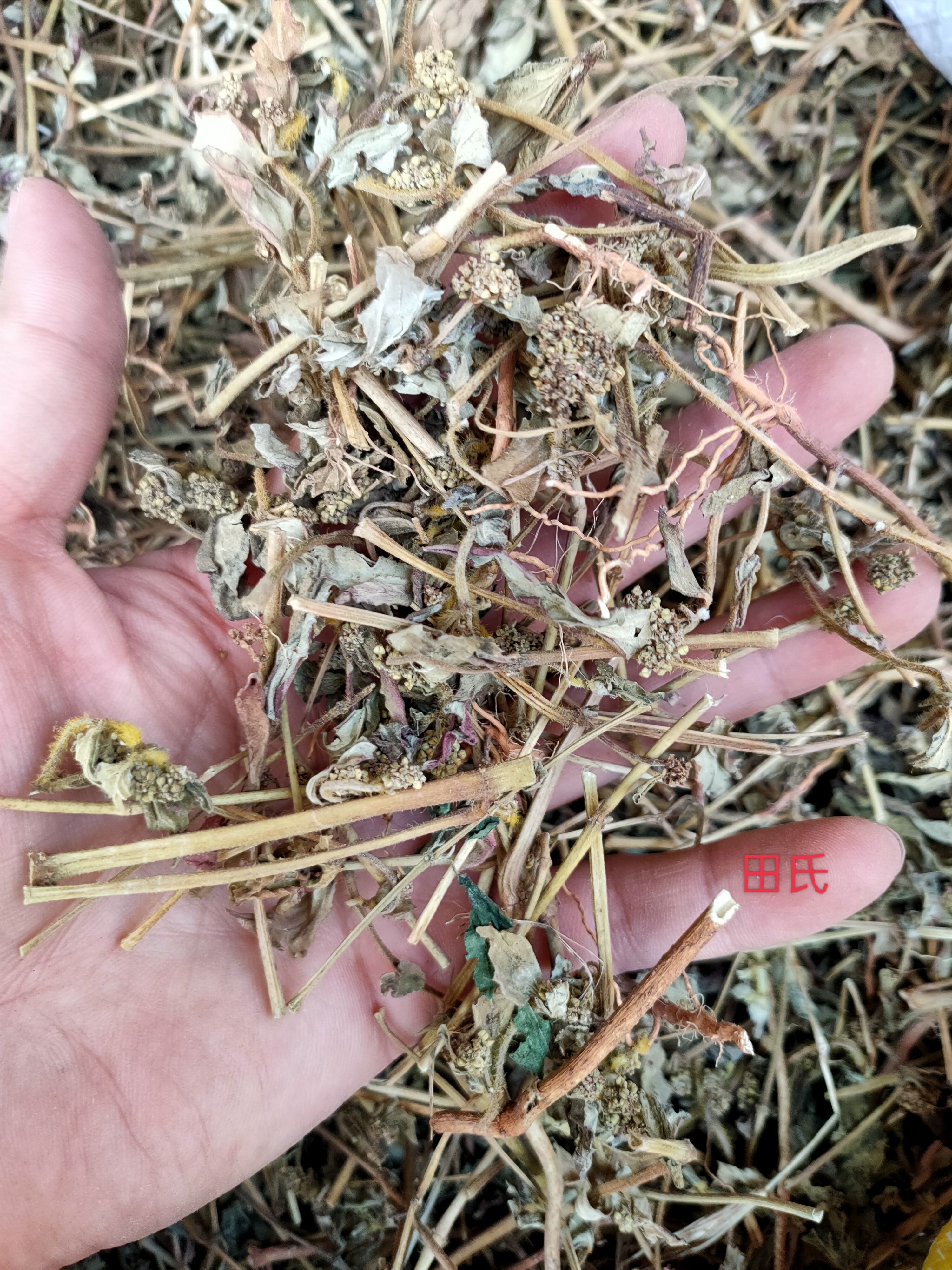 广西原生中药材大飞杨草 飞扬草 自然晒干农家无硫药材