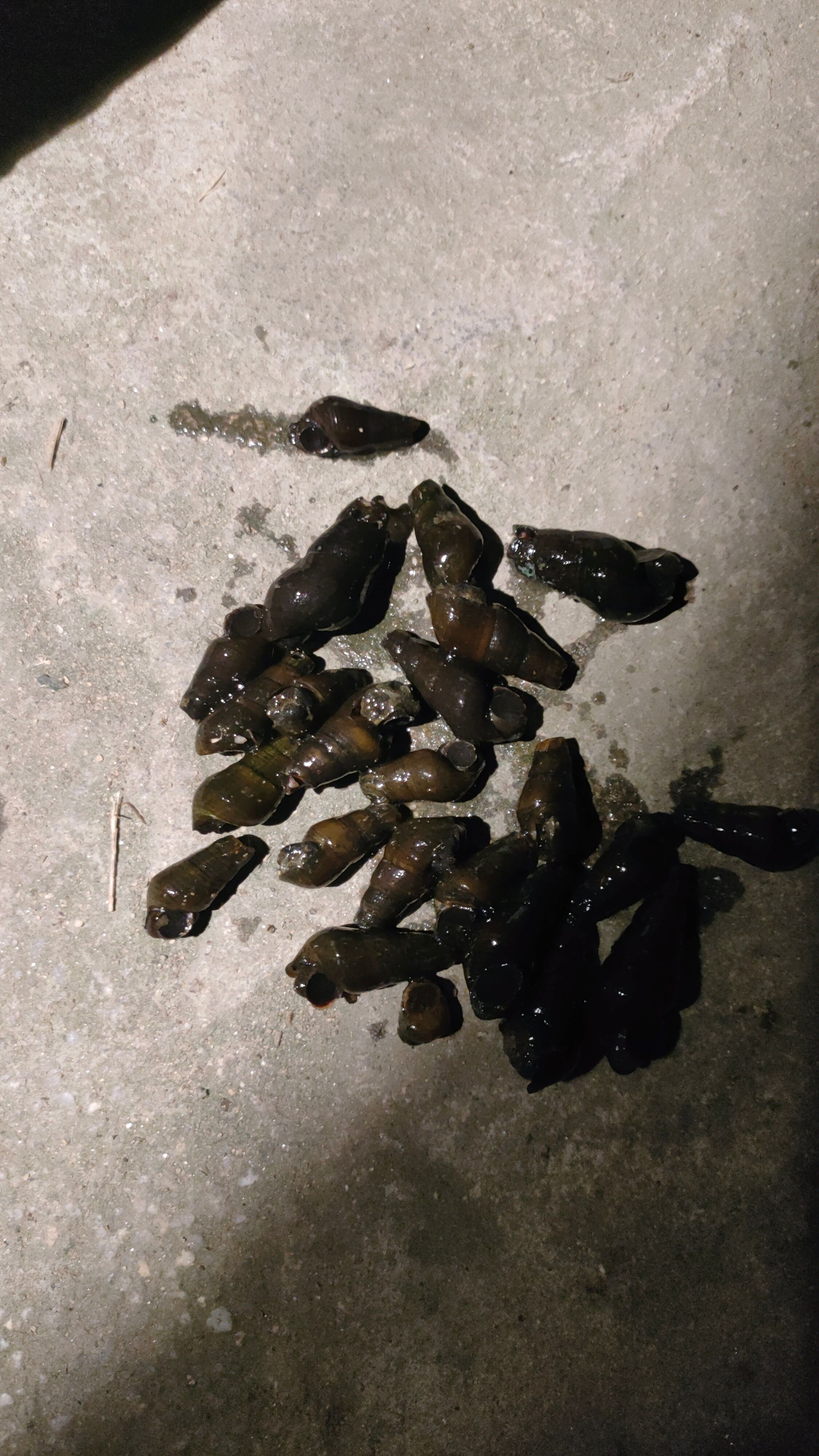 清淡水河水丁螺