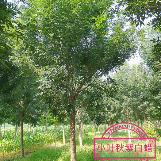 秋紫白蜡