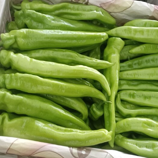 邯郸尖椒