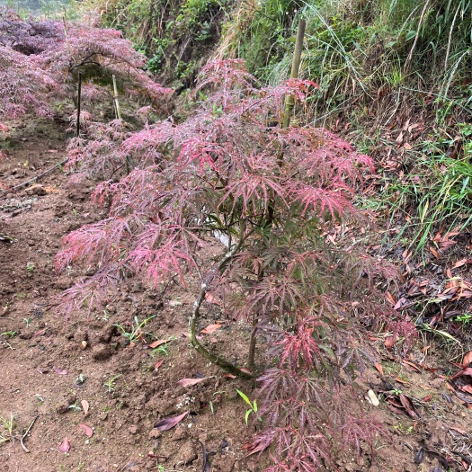 新昌县羽毛枫 稻叶羽毛枫 外山羽毛枫 浙江绍兴 基地发货