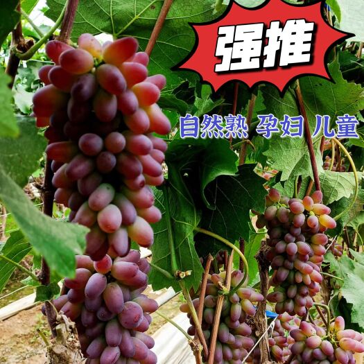 北镇市包邮东北茉莉香葡萄 着色香 郁金香 玫瑰香 批发零售