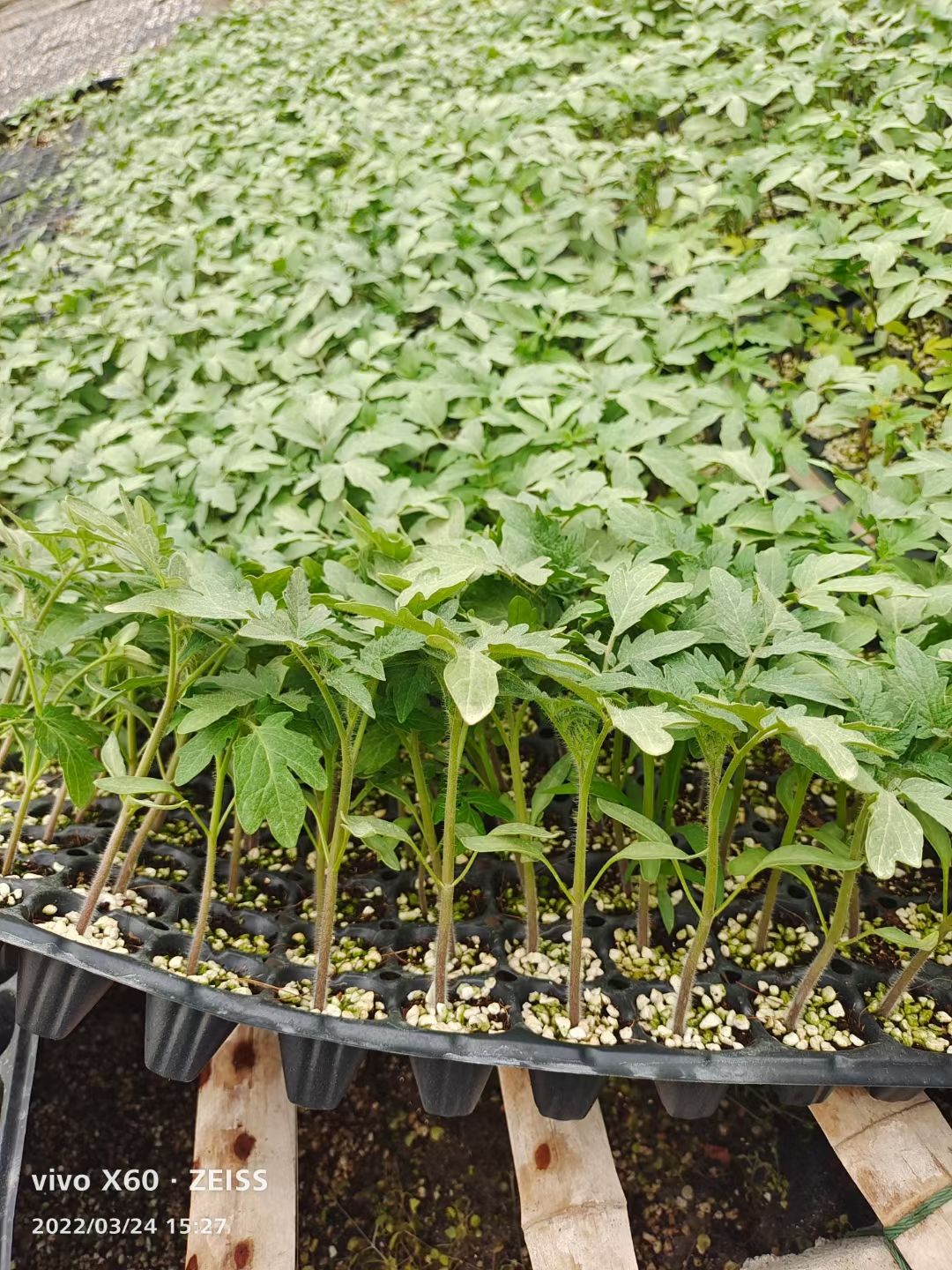 圣女果苗  小黄番茄苗 特色小番茄 寿光市基地直销
