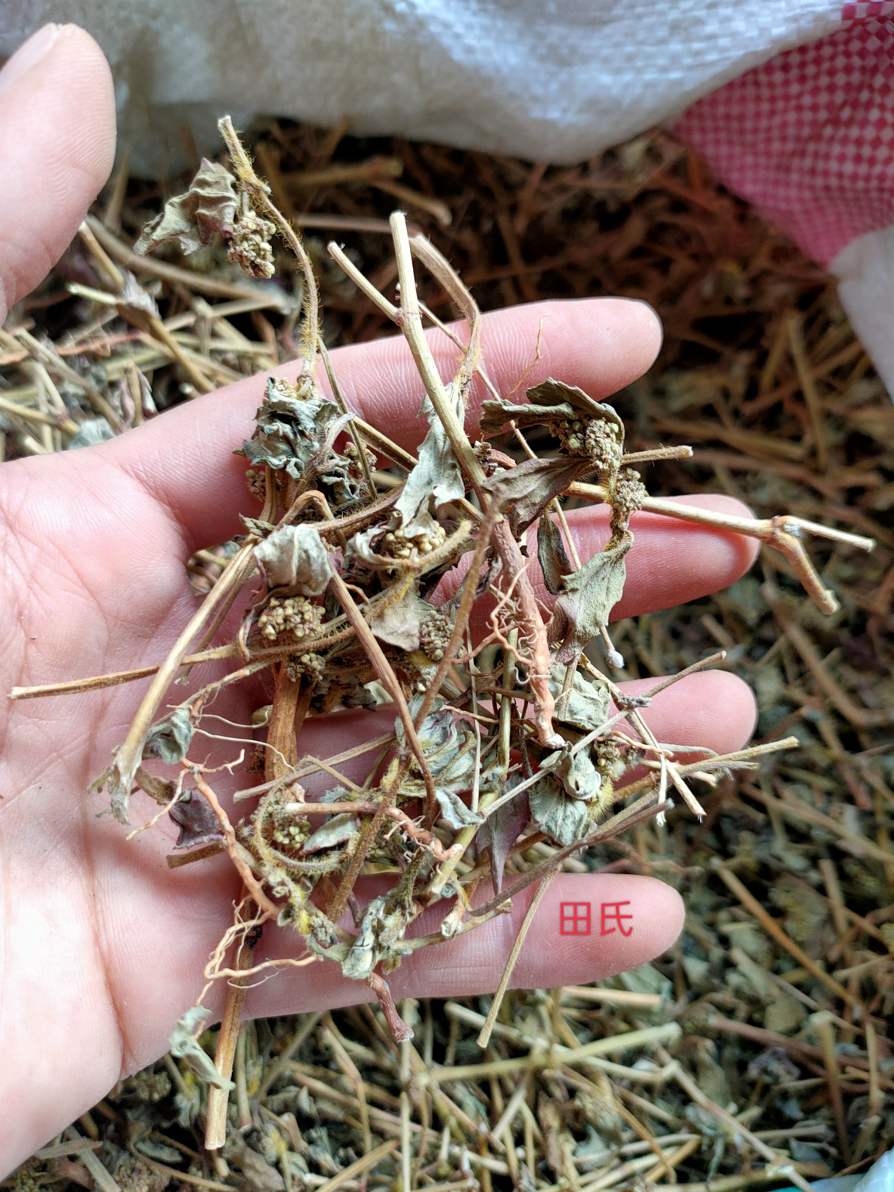 广西原生中药材大飞杨草 飞扬草 自然晒干农家无硫药材