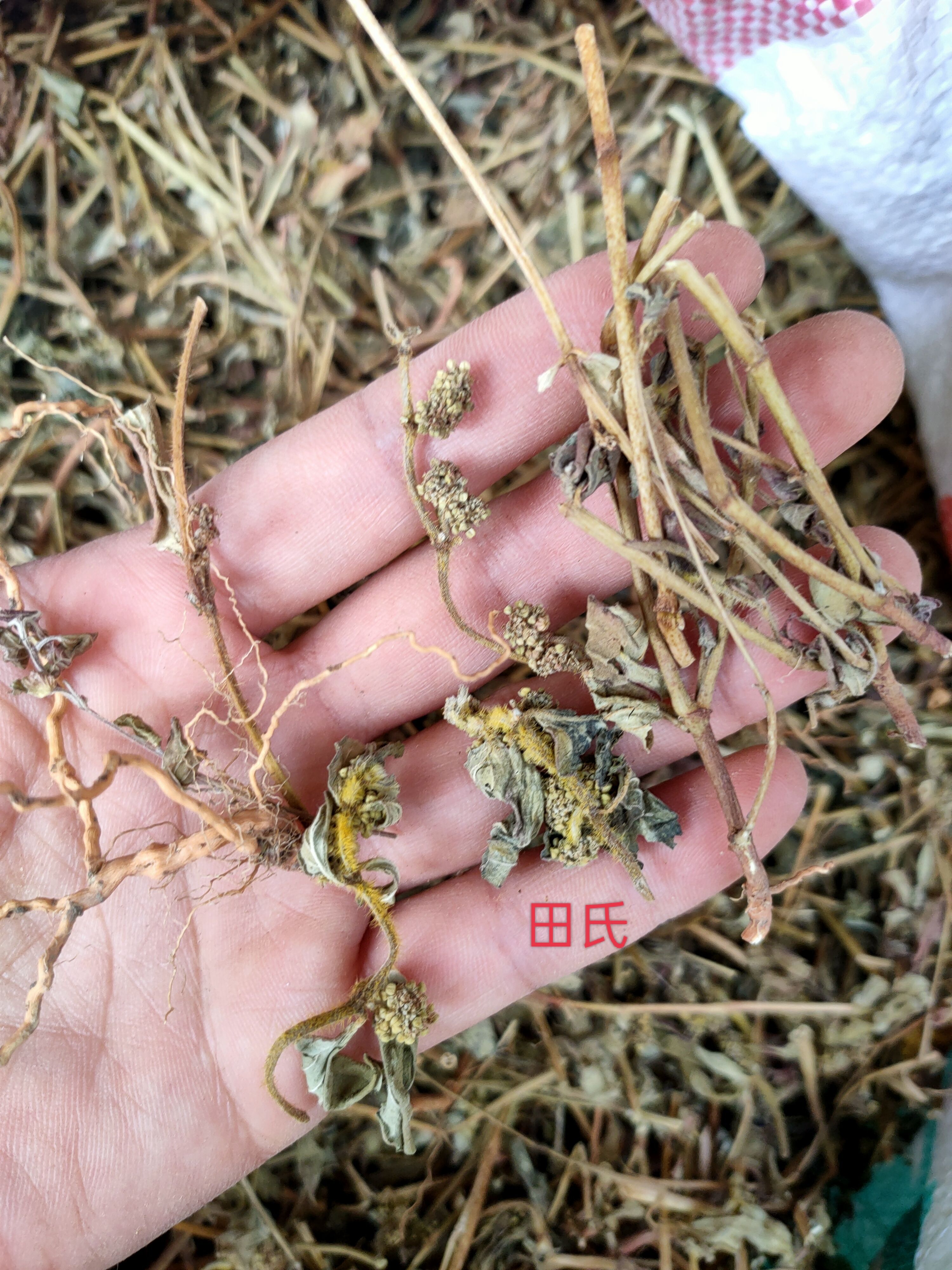 广西原生中药材大飞杨草 飞扬草 自然晒干农家无硫药材