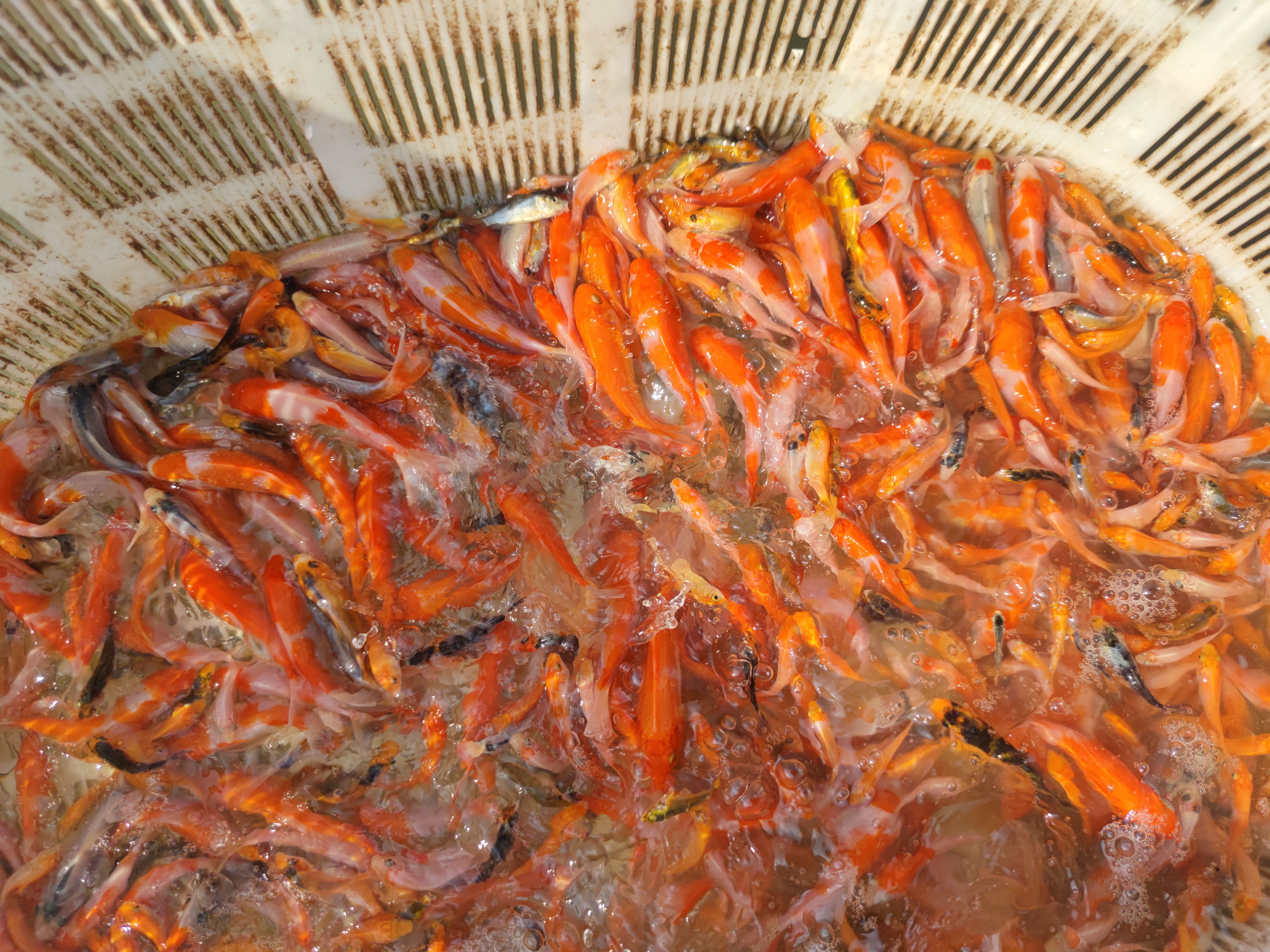 郑州锦鲤苗 淘汰苗