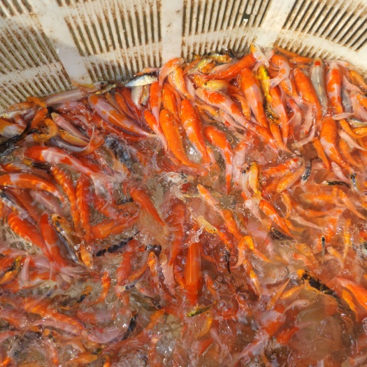 郑州锦鲤苗 淘汰苗