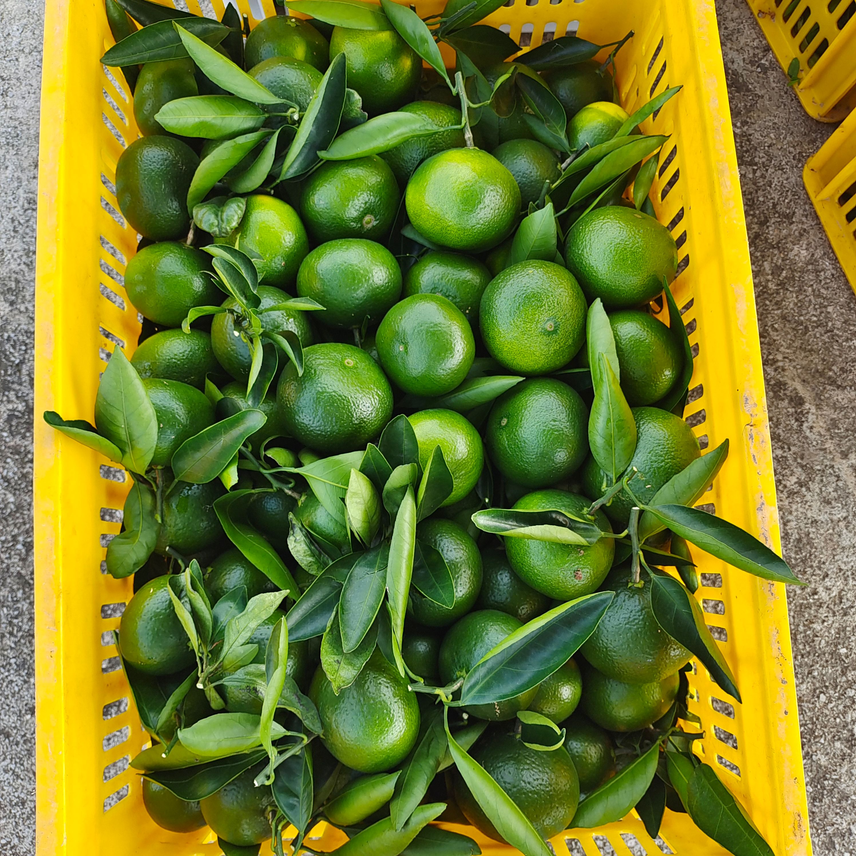 特早柑橘，清甜可口，夏季柑橘！