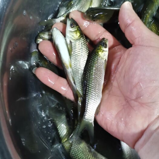 大量批发草鱼苗，送货上门消毒处理货车付款