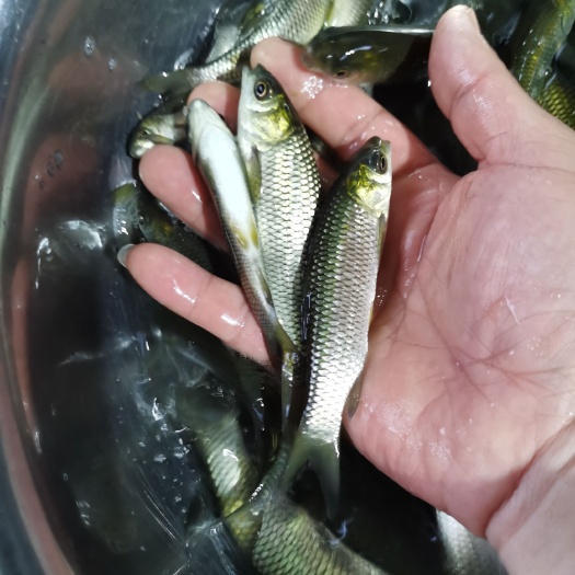 重庆市大量批发草鱼苗，送货上门消毒处理货车付款