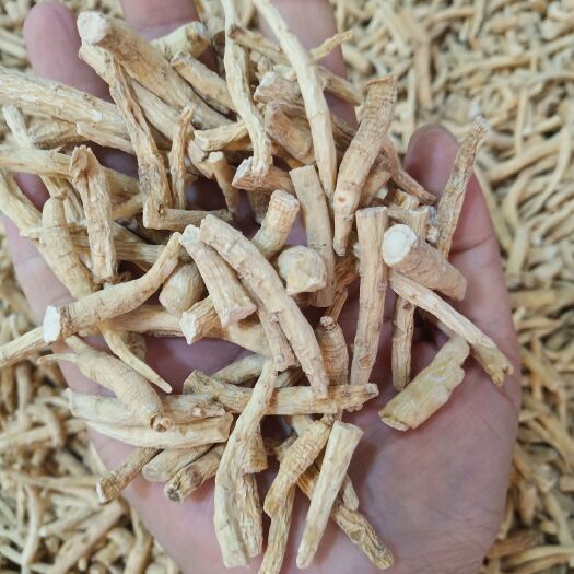 安国市.批发西洋参丁腿500克包邮花旗参片段泡水煮汤西洋参腿