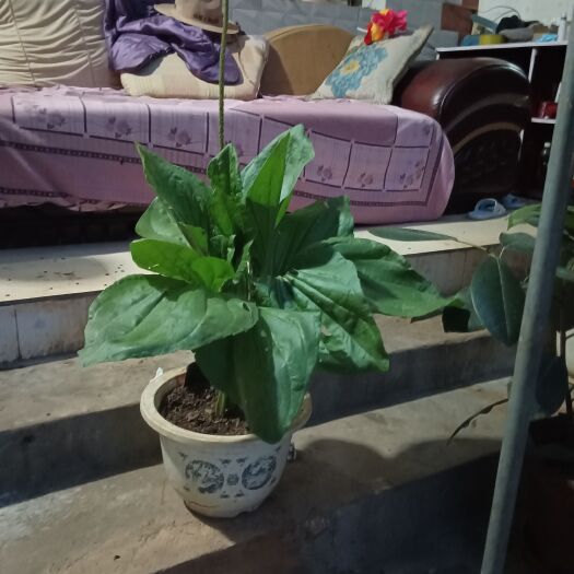 砚山县车前草