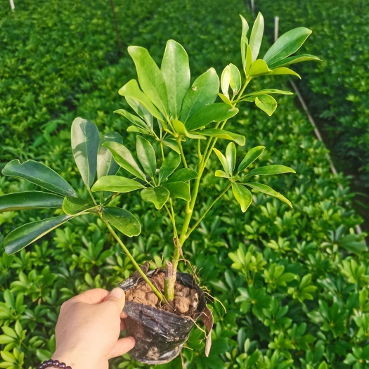 南宁鸭脚木
