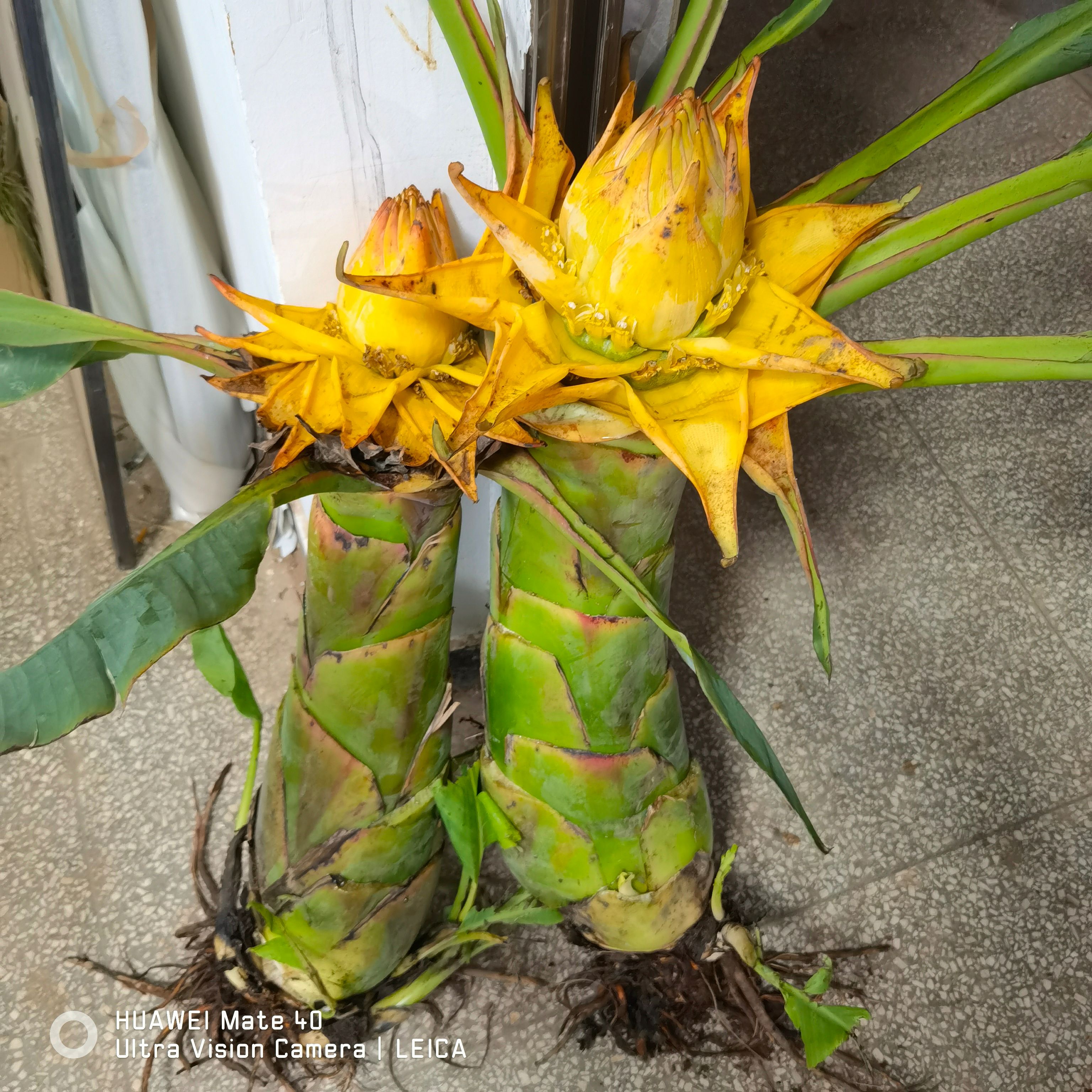云南地涌金莲绿植千瓣莲花佛教圣花养不死大型盆栽地莲花懒人花苗