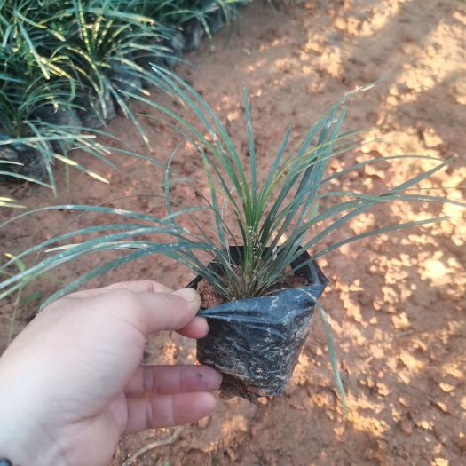 南宁沿阶草