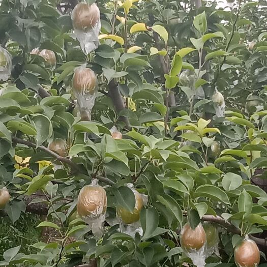 阳信县七号梨大量上市欢迎新老朋友採购。