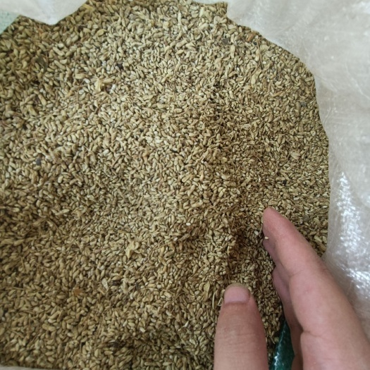 祁阳市槐米